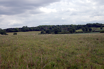Exeter Wood seen from Hammer Hill May 2011